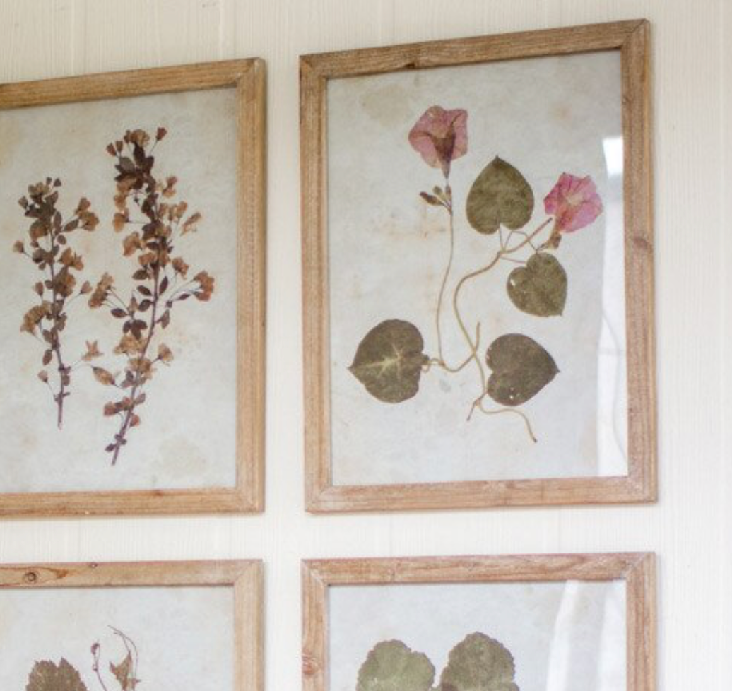 Set of 6 Leaf Prints Under Glass