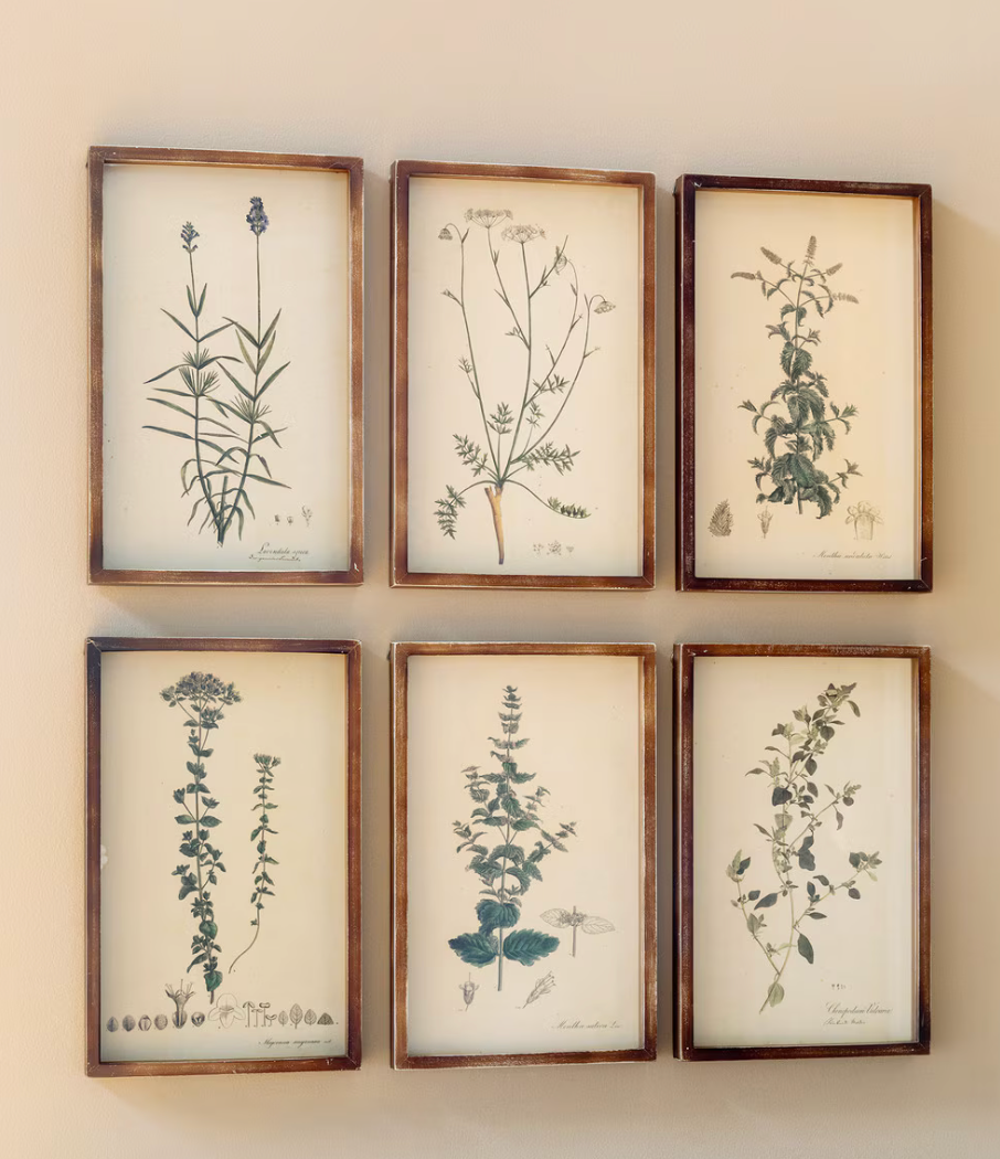 Collected Botanical Framed Prints, Set of 6