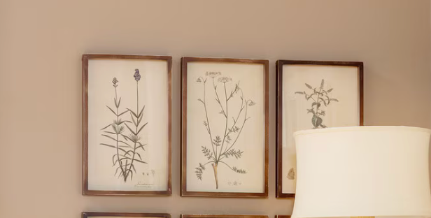 Collected Botanical Framed Prints, Set of 6