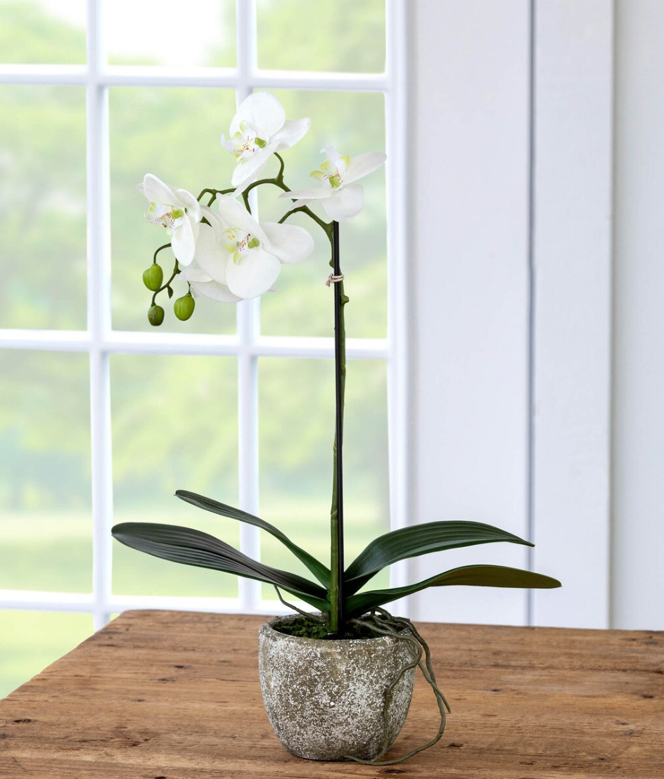 Potted orchid plant on a wooden surface with a window in the background